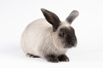 Lop Rabbit on Isolated Background