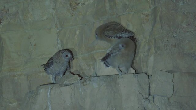Rare Footage of Desert Tawny Owl nesting. Brings a small bat