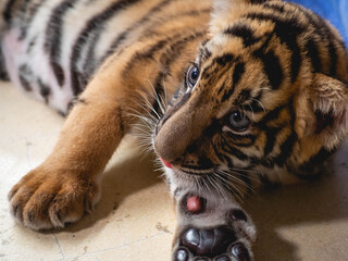 Little Tiger at Tiger Park Chonburi Province, Thailand