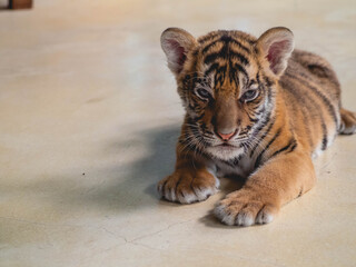 Little Tiger at Tiger Park Chonburi Province, Thailand
