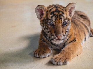 Little Tiger at Tiger Park Chonburi Province, Thailand