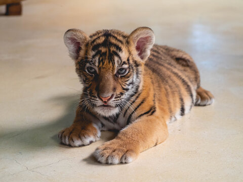 Little Tiger at Tiger Park Chonburi Province, Thailand