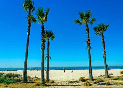 Palm trees on the beach in San Diego,California.
