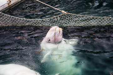 A lone white whale with scars in a whale's prison. White whale with scars on his face. The lone...
