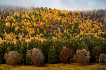 Fototapeta premium Autumn landscape with a mixed forest of deciduous and coniferous with beautiful tree leaves in vibrant and varied colors in the magical atmosphere of a foggy November day.
