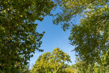 Fototapeta premium Natural Landscape with Big Trees