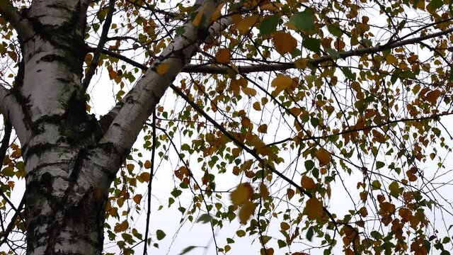 Trunk and branches of a birch tree with yellow and green leaves against a gray autumn sky
