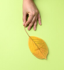 female hand holding a yellow cherry leaf on a green background