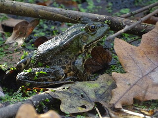 Green frog sits on the branches in the wate