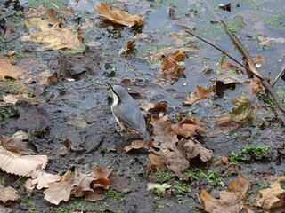 Gray nuthatch stand on the dirty swamp covered with leaves