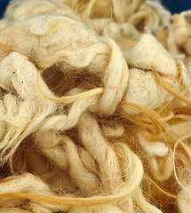 natural and pure sheep wool, washed cleaned sheep wool,
