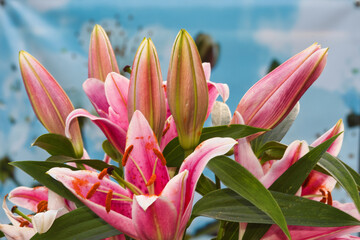 pink lily flower with photo made outside in Weert the Netherlands