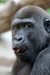 Fototapeta premium Gorilla