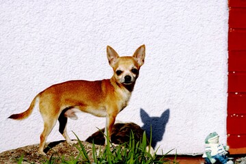 Chihuahua