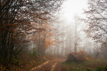 Outdoor countryside autumn foggy scenery in the morning
