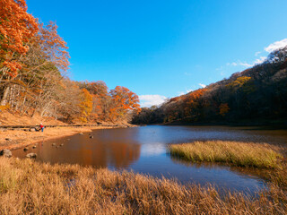 Swamp on sunny day in late autumn (Tochigi, Japan)
