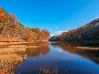Fototapeta na wymiar Autumnal trees reflected on surface of the swamp (Tochigi, Japan)