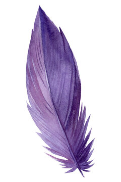 Purple feather on white background, watercolor illustration, hand-painted watercolor