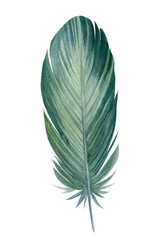 Green feather pen on white background, watercolor illustration