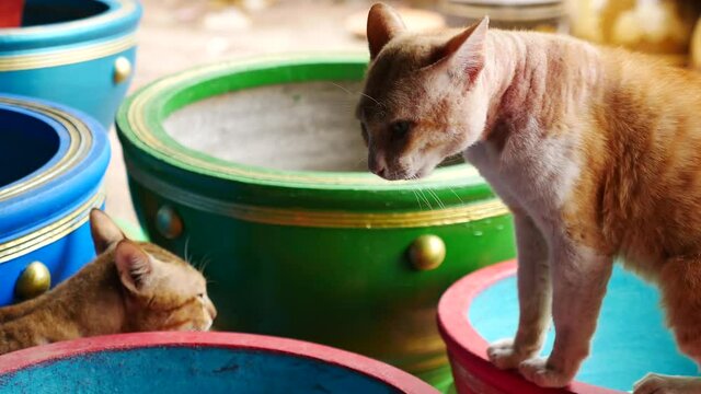 The Two Cats Make a Loud Noise Against Opponent before Biting Each Other