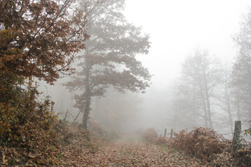 Outdoor countryside autumn foggy scenery in the morning
