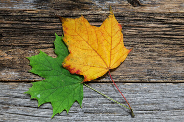 Obraz premium Two autumn colored leaves on rustic wooden background