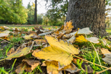Yellow colorful foliage on the grass near tree in park. Ground view