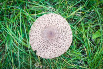 mushroom on a meadow