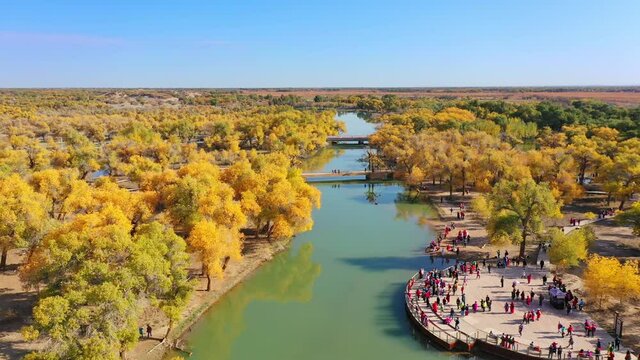 Aerial photography of Populus Euphratica Forest National Nature Reserve in Ejina Banner, Inner Mongolia, China. Orange poplar forest in autumn desert and tourists by the river