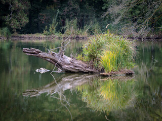 tree trunk in the water of a lake