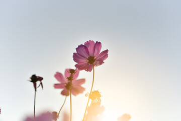 Close up beautiful pink Cosmos flower bright sunshine day in blue sky and garden background - 03