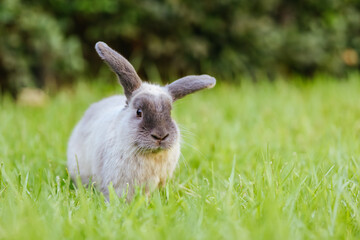A Lop Rabbit Outside in Long Grass