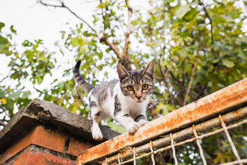 Small cute kitty stands on the fence and looks curiously at the camera © Dusan