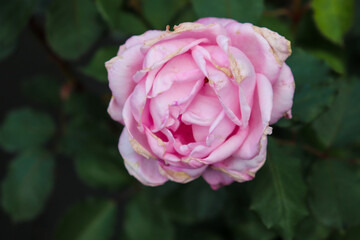 ピンク パステル バラ 薔薇 ローズ