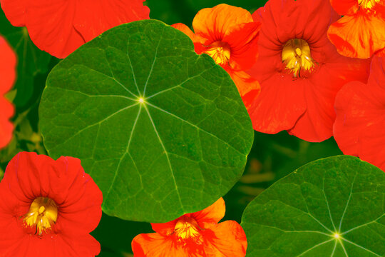 nasturtium flowers. Summer landscape