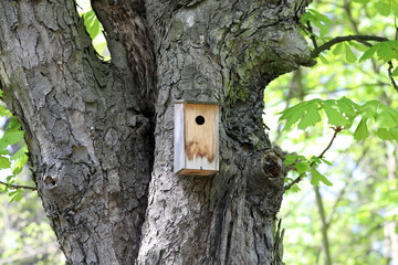 Apartment for small birds in the chestnut forest