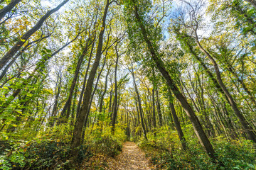 Small forest trail in woods with big and high green trees. Wide shot