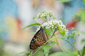 Blue Glassy Tiger butterfly is feeding white flowers
