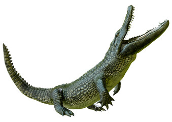 3D Rendering Green Alligator on White