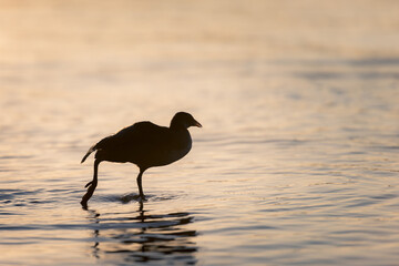 Silhouette von im Wasser stehendem Wasservogel im träumerischen morgendlichen Gegenlicht mit abgespreiztem Fuß