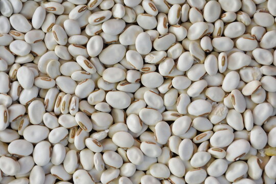 White beans texture - bean seeds top view and closeup