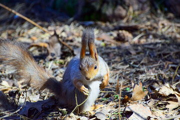 Squirrel after hibernation in spring