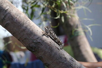 chameleon on the tree and in the hands