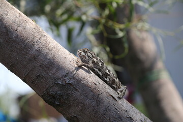 chameleon on the tree and in the hands