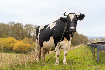 Black and White Cow Stands in the Meadow.