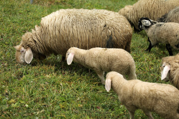 Schaf auf der Weide