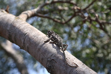 chameleon on the tree and in the hands
