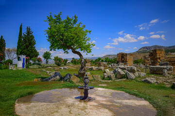 Fototapeta na wymiar lonely tree among the ruins in summer