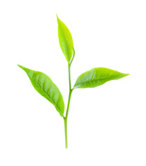 green tea leaf isolated on white background.