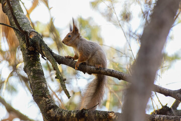 Squirrel after hibernation in spring